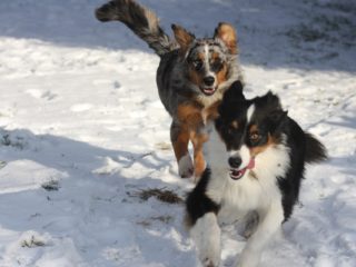https://meyrin-lesvergers.ch/wp-content/uploads/2026/05/evitas-dogs-4960444_1920-320x240.jpg